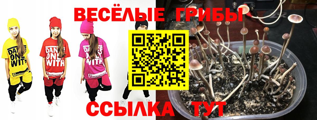 Галлюциногенные грибы Cubensis Железноводск